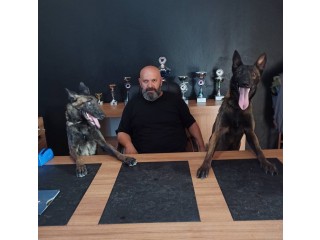 Malinois Krallığı